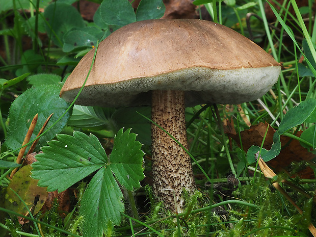 kozák brezový Leccinum scabrum (Bull.) Gray