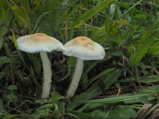 bedlička tanečnicovitá Lepiota oreadiformis Velen.