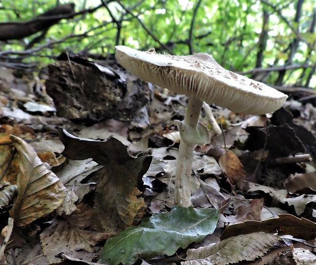 bedľa Konradova Macrolepiota konradii (Huijsman ex P.D. Orton) M.M. Moser