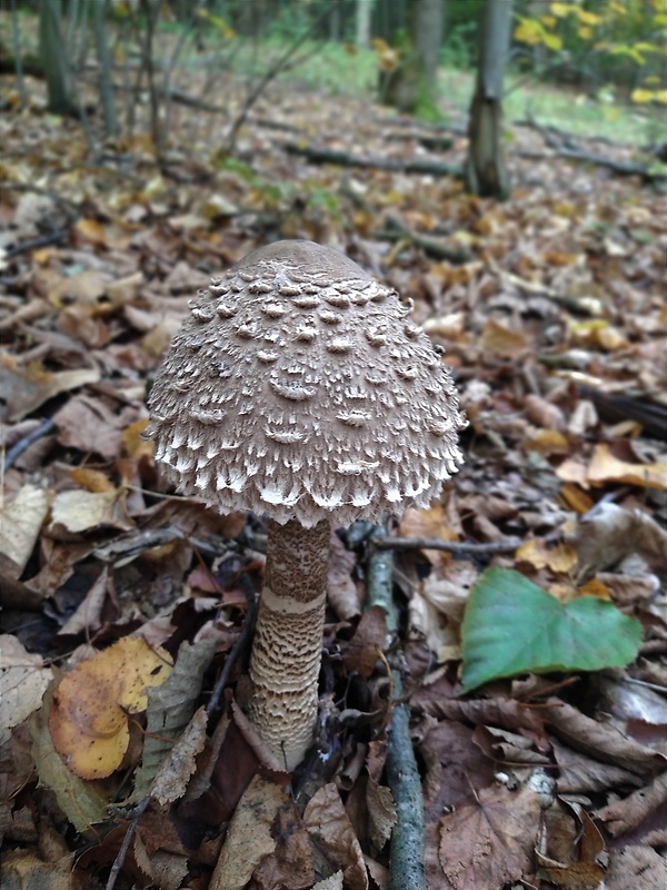 bedľa vysoká Macrolepiota procera (Scop.) Singer