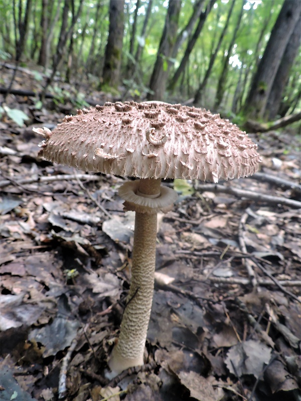 bedľa vysoká Macrolepiota procera (Scop.) Singer