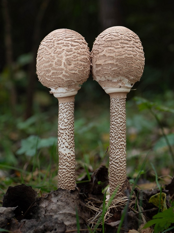 bedľa vysoká Macrolepiota procera (Scop.) Singer