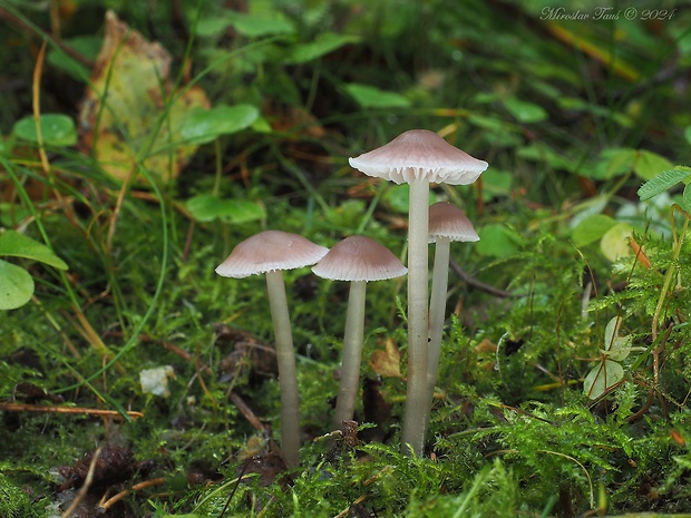 prilbička reďkovková Mycena pura (Pers.) P. Kumm.