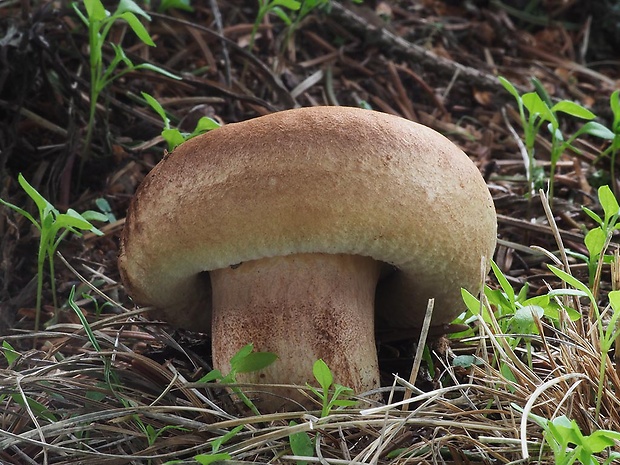 čechračka podvinutá Paxillus involutus (Batsch) Fr.