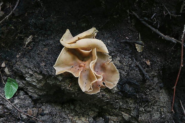 čiaška Peziza sp.