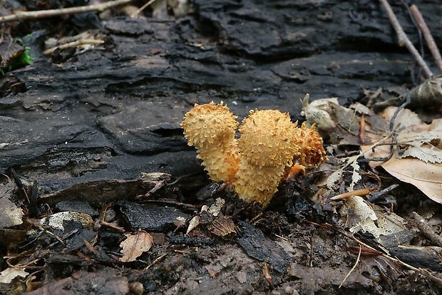 šupinovka Pholiota sp.