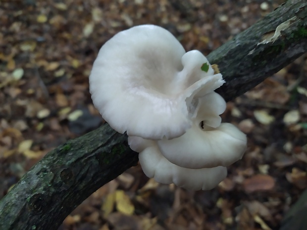 hliva buková Pleurotus pulmonarius (Fr.) Quél.