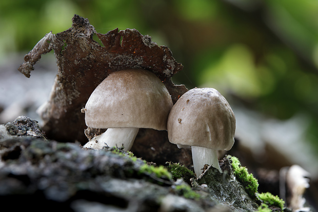 štítovka jelenia Pluteus cervinus (Schaeff.) P. Kumm.