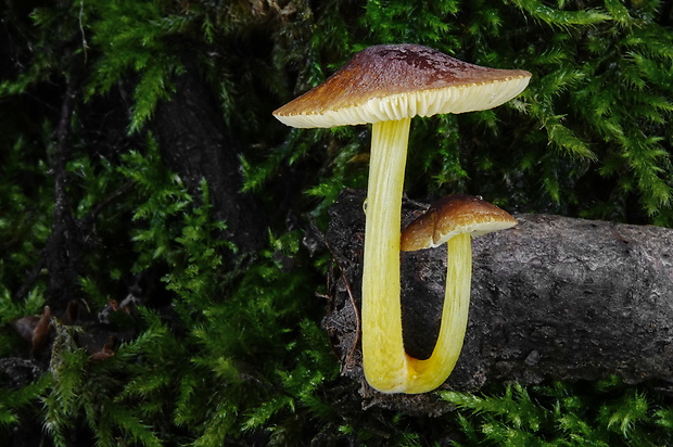 štítovka žltohlúbiková Pluteus romellii (Britzelm.) Sacc.