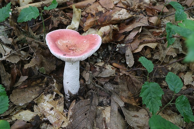 plávka Russula sp.