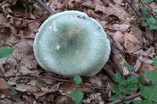 plávka zelenkastá Russula virescens (Schaeff.) Fr.