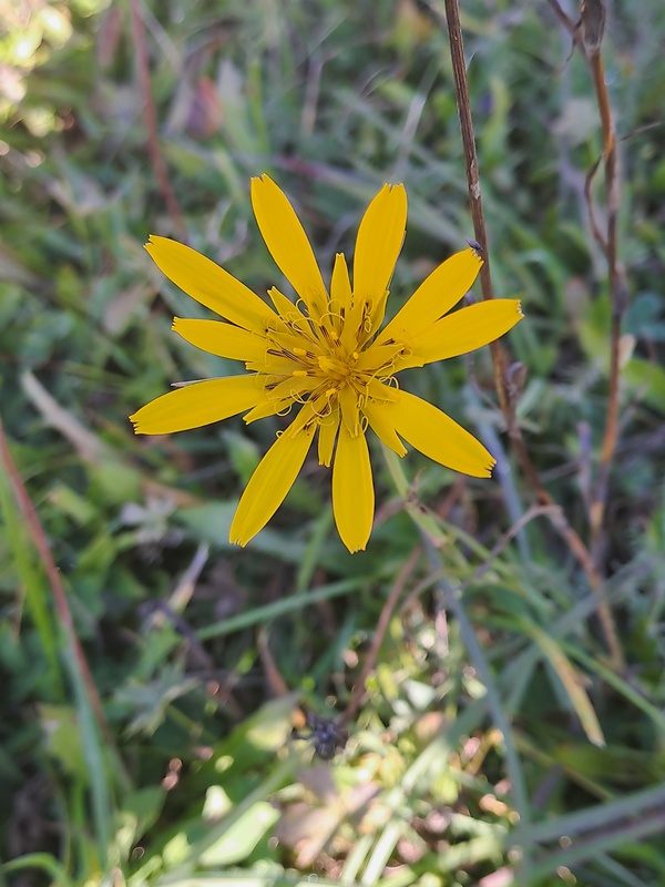 kozobrada lúčna Tragopogon pratensis L.