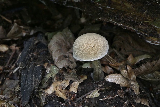 suchohríb Xerocomus sp.