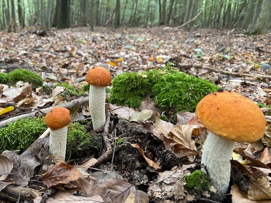 kozák osikový Leccinum albostipitatum den Bakker & Noordel.