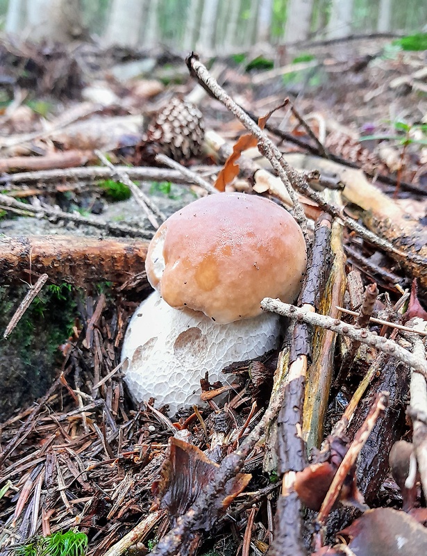 hríb smrekový Boletus edulis Bull.