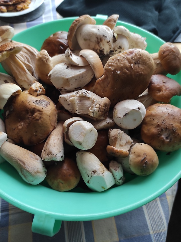 hríb smrekový Boletus edulis Bull.