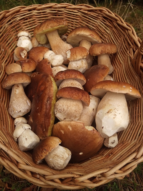 hríb smrekový Boletus edulis Bull.