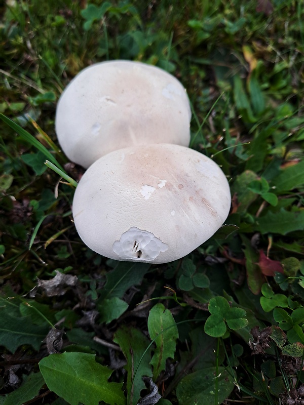 pečiarka ovčia Agaricus arvensis Schaeff.