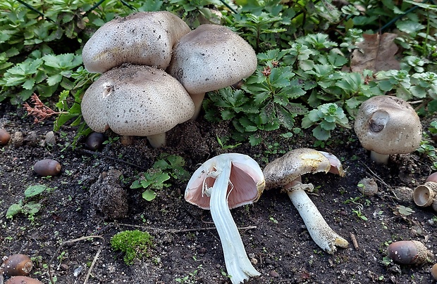 pečiarka perličková Agaricus praeclaresquamosus var. praeclaresquamosus A.E. Freeman