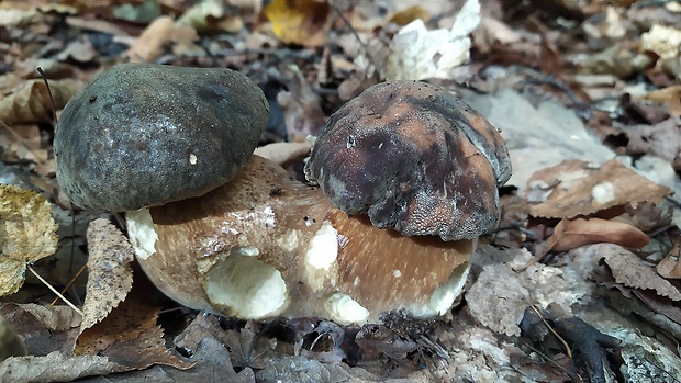 hríb bronzový Boletus aereus Bull. ex Fr.