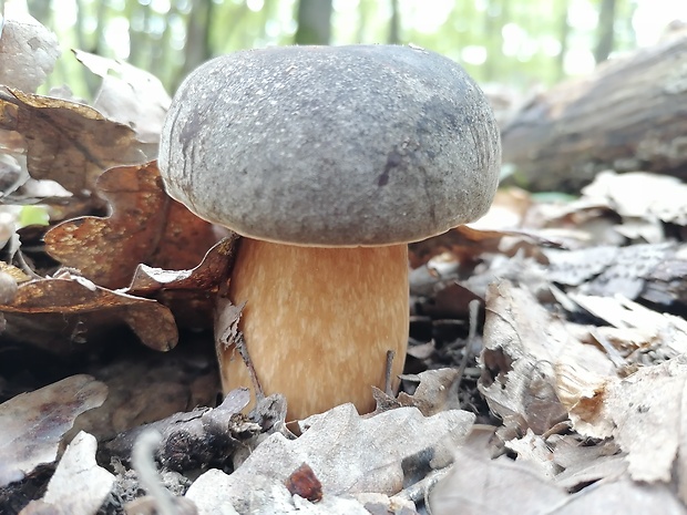 hríb bronzový Boletus aereus Bull. ex Fr.