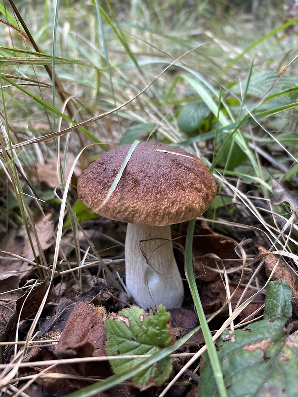 hríb smrekový Boletus edulis Bull.