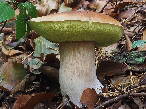 hríb smrekový Boletus edulis Bull.