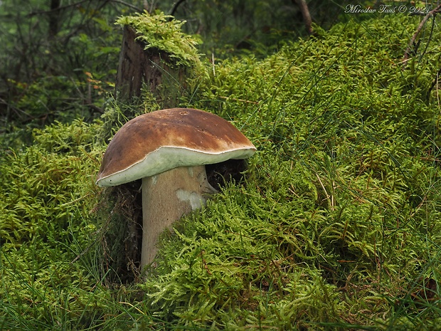 hríb smrekový Boletus edulis Bull.