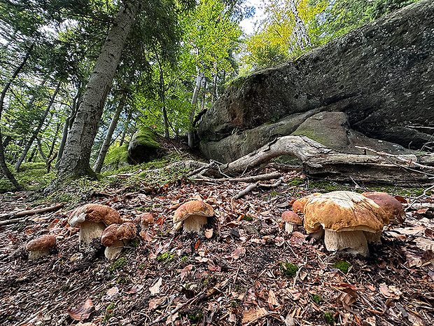 biotop - hríb smrekový Boletus edulis Bull.