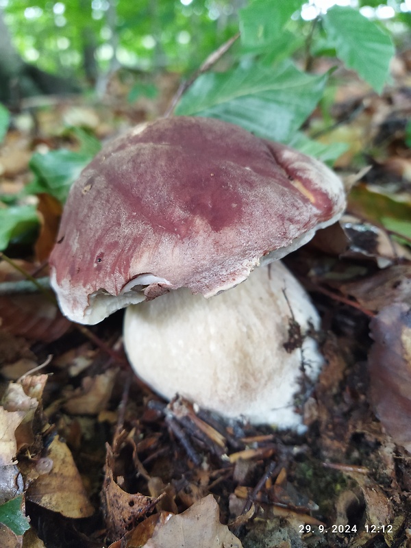 hríb sosnový Boletus pinophilus Pil. et Dermek in Pil.