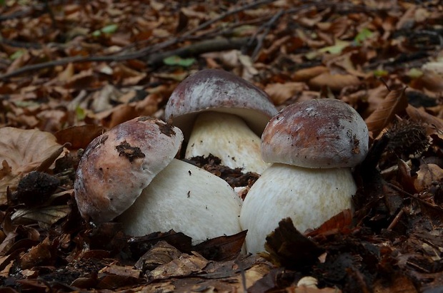 hríb sosnový Boletus pinophilus Pil. et Dermek in Pil.