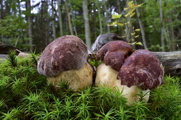 hríb sosnový Boletus pinophilus Pil. et Dermek in Pil.