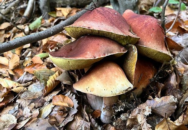 hríb sosnový Boletus pinophilus Pil. et Dermek in Pil.