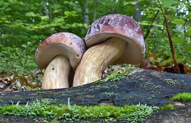 hríb sosnový Boletus pinophilus Pil. et Dermek in Pil.