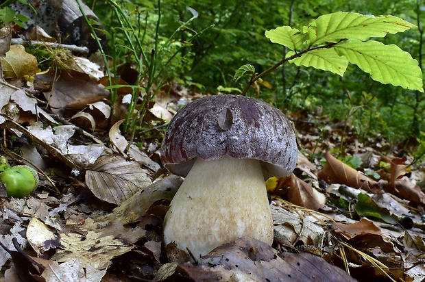 hríb sosnový Boletus pinophilus Pil. et Dermek in Pil.