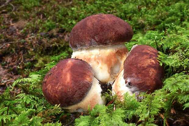 hríb sosnový Boletus pinophilus Pil. et Dermek in Pil.