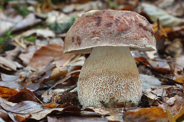 hríb sosnový Boletus pinophilus Pil. et Dermek in Pil.