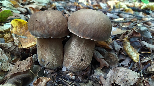 hríb dubový Boletus reticulatus Schaeff.