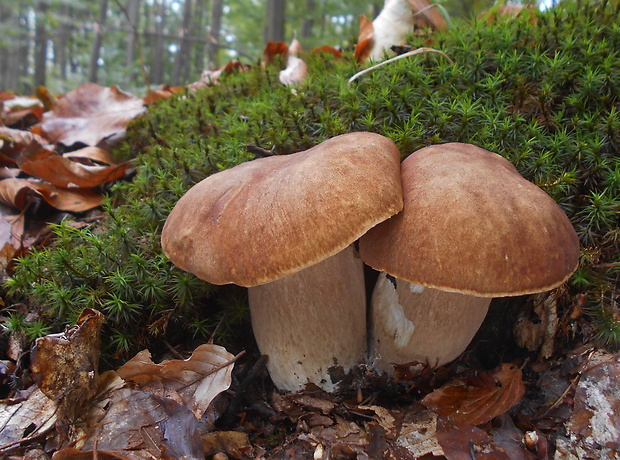 hríb dubový Boletus reticulatus Schaeff.