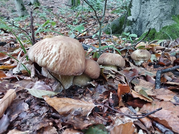 hríb dubový Boletus reticulatus Schaeff.