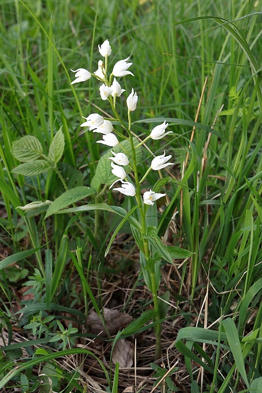 prilbovka dlholistá Cephalanthera longifolia (L.) Fritsch