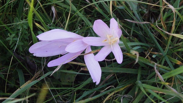 jesienka obyčajná Colchicum autumnale