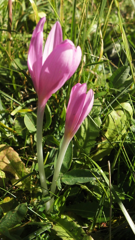 jesienka obyčajná Colchicum autumnale