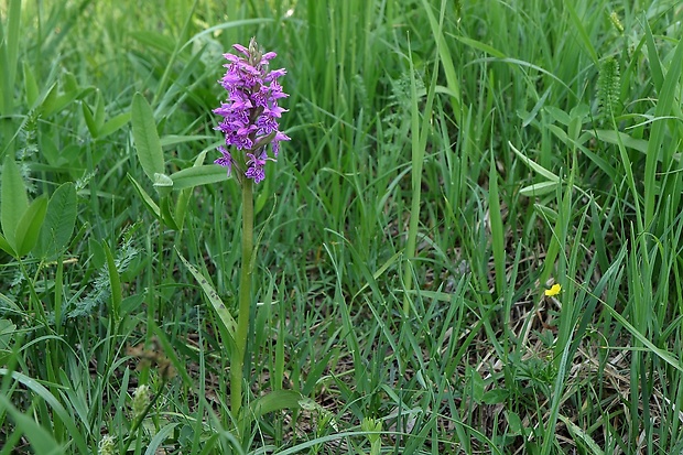 vstavačovec májový pravý Dactylorhiza majalis subsp. majalis (Reincherb.) Hunt & Summerh.