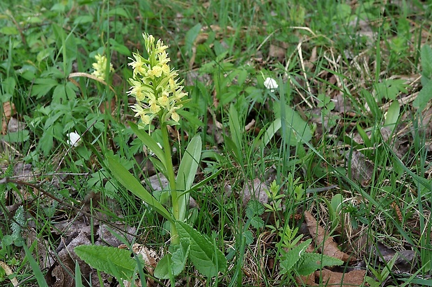 vstavačovec bazový Dactylorhiza sambucina (L.) Soó