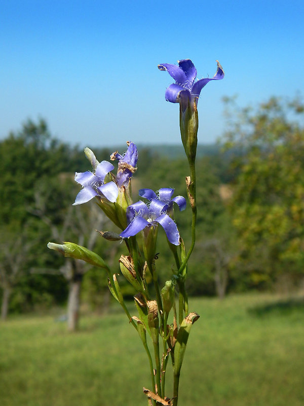 pahorec brvitý Gentianopsis ciliata (L.) Ma