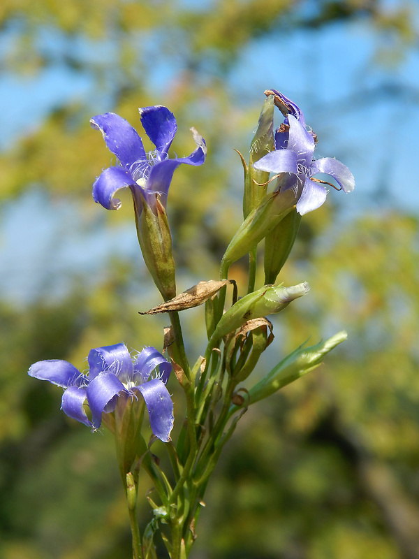 pahorec brvitý Gentianopsis ciliata (L.) Ma