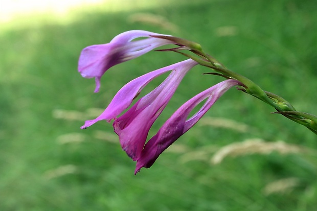 mečík škridlicovitý Gladiolus imbricatus L.