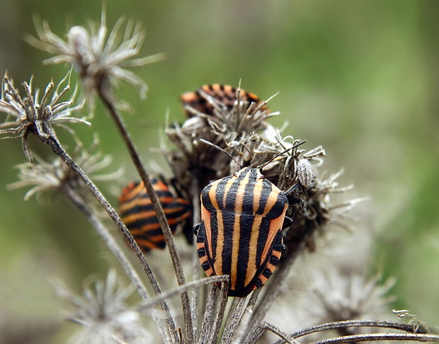 bzdocha pásavá Graphosoma italicum