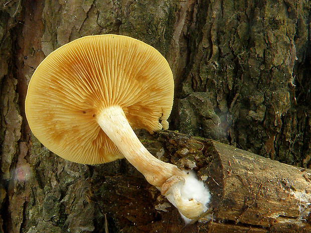 šupinovec nevoňavý Gymnopilus penetrans (Fr.) Murrill